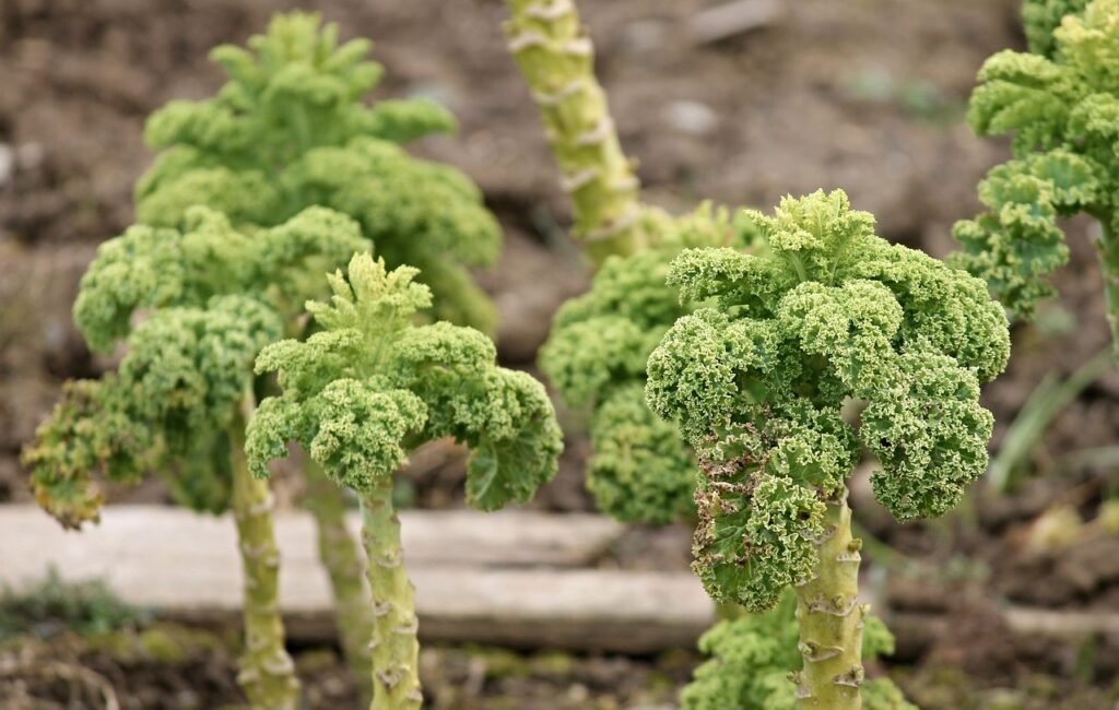 kale, cabbage, cabbage plants-3282051.jpg