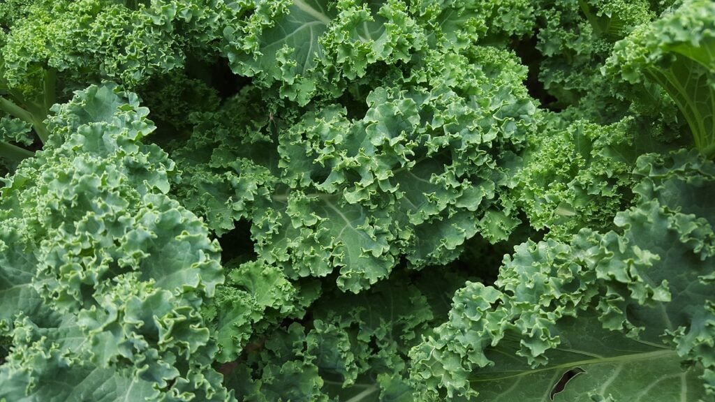 kale, lettuce, salad-852033.jpg